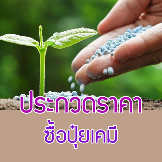 ประกวดราคาซื้อปุ๋ยเคมี
